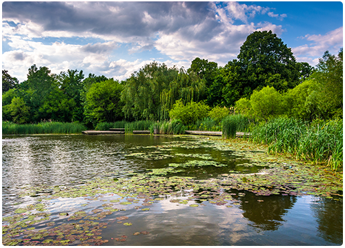 Picture of Lily Pad